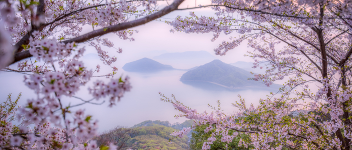 Celebrating International Haiku Day with our Japanese Members